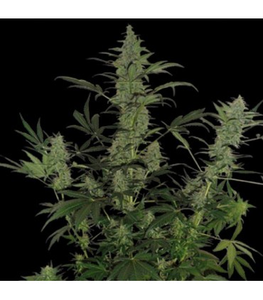 Auto 60 Day Lemon fem. DNA Genetics