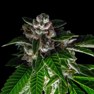 Baker´s Delight fem. DNA Genetics