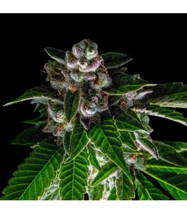 Baker´s Delight 6 u. fem. DNA Genetics