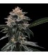 Banana Sorbet fem. DNA Genetics