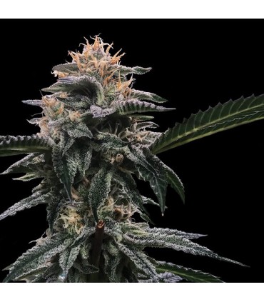 Banana Sorbet fem. DNA Genetics