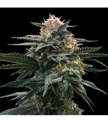 Blood Orange Sorbet fem. DNA Genetics