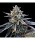 Gelato Sorbet 6 u. fem. DNA Genetics