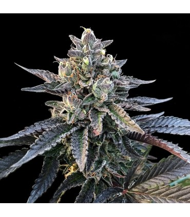 Gelato Sorbet 6 u. fem. DNA Genetics