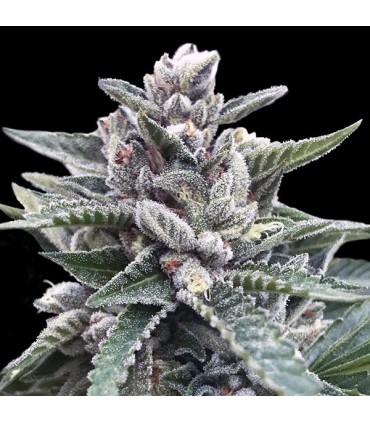 Kosher Sorbet fem. DNA Genetics