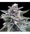 Kosher Sorbet fem. DNA Genetics