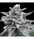 Kosher Sorbet 6 u. fem. DNA Genetics