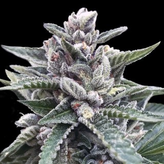 Kosher Sorbet 6 u. fem. DNA Genetics