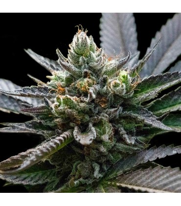 LA Sorbet fem. DNA Genetics
