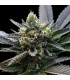 LA Sorbet 6 u. fem. DNA Genetics