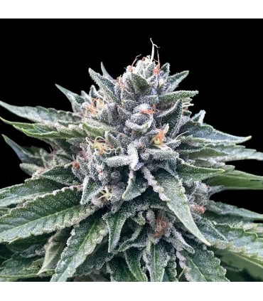 Sorbet N4 fem. DNA Genetics