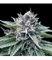 Sorbet N4 6 u. fem. DNA Genetics