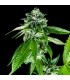 Sorbet Dreams 6 u. fem. DNA Genetics
