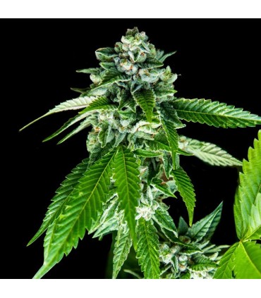 Sorbet Dreams 6 u. fem. DNA Genetics