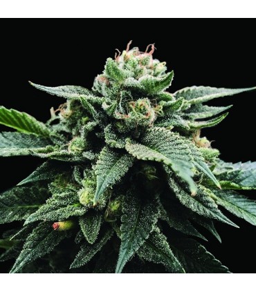 Sorbet Stash 6 u. fem. DNA Genetics