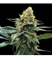 Sour Sorbet fem. DNA Genetics