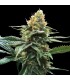 Sour Sorbet 6 u. fem. DNA Genetics
