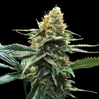 Sour Sorbet 6 u. fem. DNA Genetics
