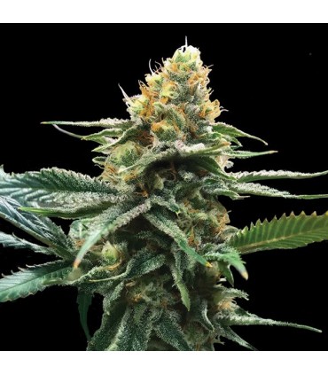 Sour Sorbet 6 u. fem. DNA Genetics