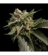Strawberry Sorbet 6 u. fem. DNA Genetics