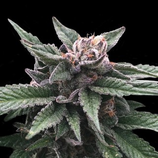 Triple Scoop fem. DNA Genetics