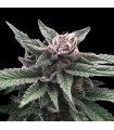 Triple Scoop fem. DNA Genetics