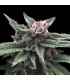 Triple Scoop 6 u. fem. DNA Genetics