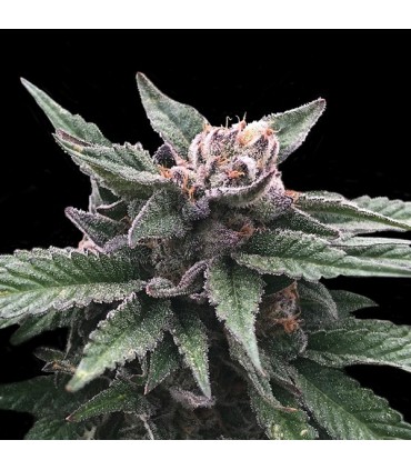 Triple Scoop 6 u. fem. DNA Genetics