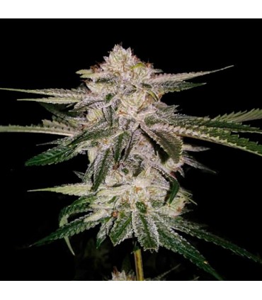 Miss USA  6 u. fem. DNA Genetics