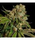 Kosher Dawg  6 u. fem. DNA Genetics