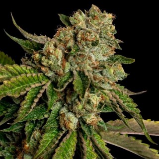 Kosher Dawg  6 u. fem. DNA Genetics