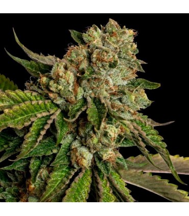 Kosher Dawg  6 u. fem. DNA Genetics