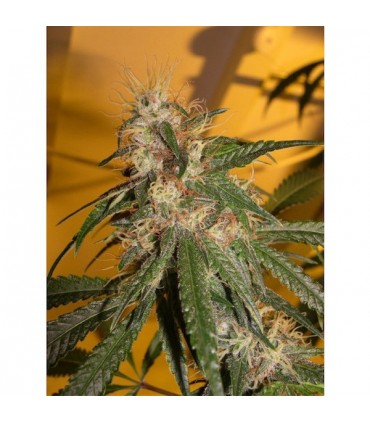 Chocolope 6 u. fem. DNA Genetics (Agotada temporalmente)