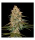 Chocolope Kush fem. DNA Genetics (Agotada temporalmente)