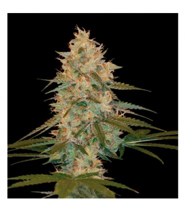 Chocolope Kush fem. DNA Genetics (Agotada temporalmente)