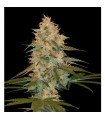 Chocolope Kush fem. DNA Genetics (Agotada temporalmente)