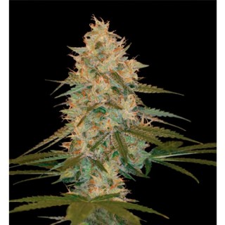 Chocolope Kush 6 u. fem. DNA Genetics (Agotada temporalmente)