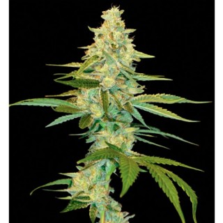 Cannalope Kush fem. DNA Genetics