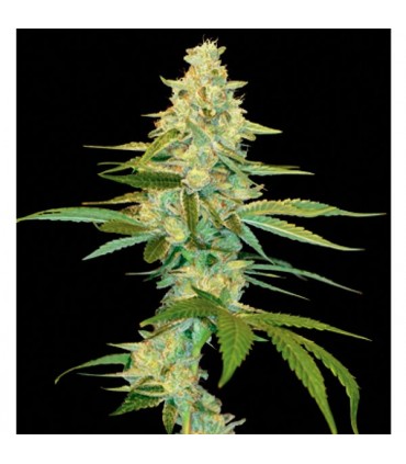 Cannalope Kush 6 u. fem. DNA Genetics