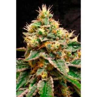 Confidential Cheese 3 u. fem. Reserva Privada. DNA Genetics