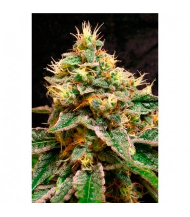 Confidential Cheese 3 u. fem. Reserva Privada. DNA Genetics