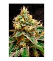 Confidential Cheese 3 u. fem. Reserva Privada. DNA Genetics