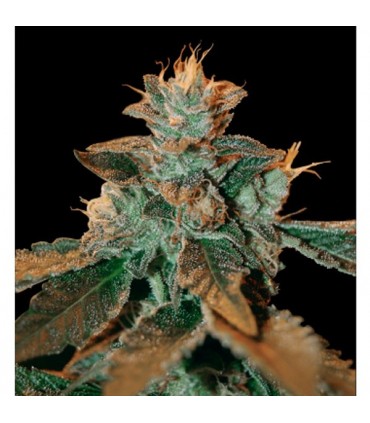 Catarac kush 6 u. fem. DNA Genetics