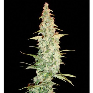 Cole Train 3 u. fem. Reserva Privada. DNA Genetics