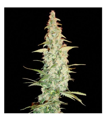 Cole Train 3 u. fem. Reserva Privada. DNA Genetics