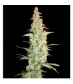 Cole Train 3 u. fem. Reserva Privada. DNA Genetics