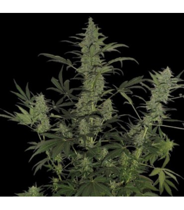 Auto 60 Day Lemon 6 u. fem. DNA Genetics