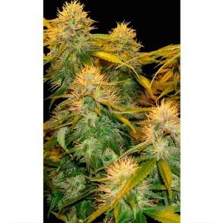 DNA Mix Pack fem. Reserva Privada. DNA Genetics
