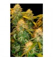 DNA Mix Pack fem. Reserva Privada. DNA Genetics