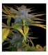 Exodus Kush 6 u. fem. DNA Genetics